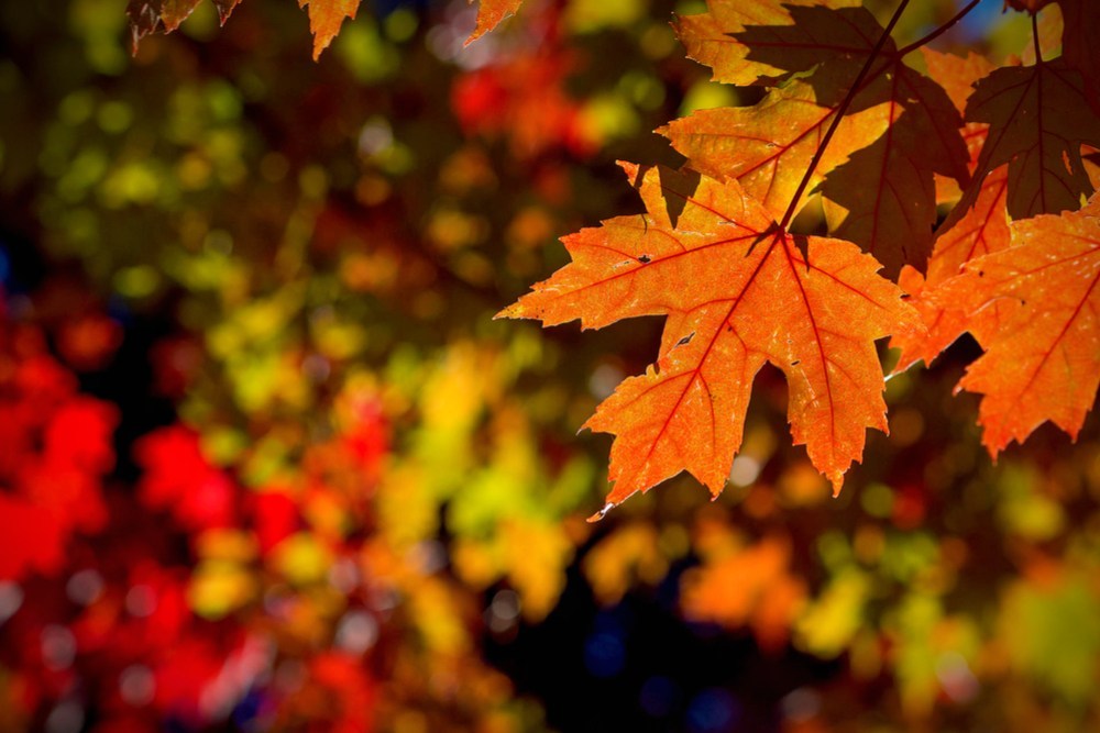 October Yoga Thursdays on the North Shuswap